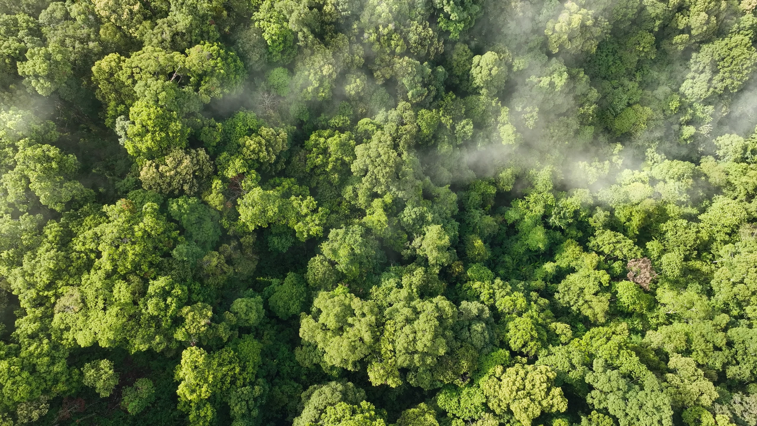 Floresta com árvores verdes realizando o processo de fotossíntese e absorvendo o CO2 da atmosfera